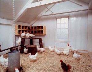 interior chicken coop
